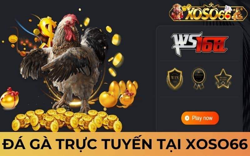Đá gà trực tuyến tại XỔ SỐ 66 cho phép người chơi đặt cược